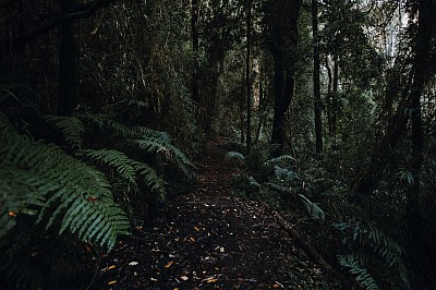 Foto bosque