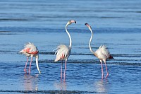 Foto flamencos