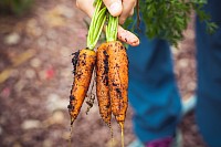 Foto zanahorias